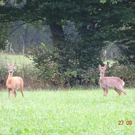 Waldblick Daire *